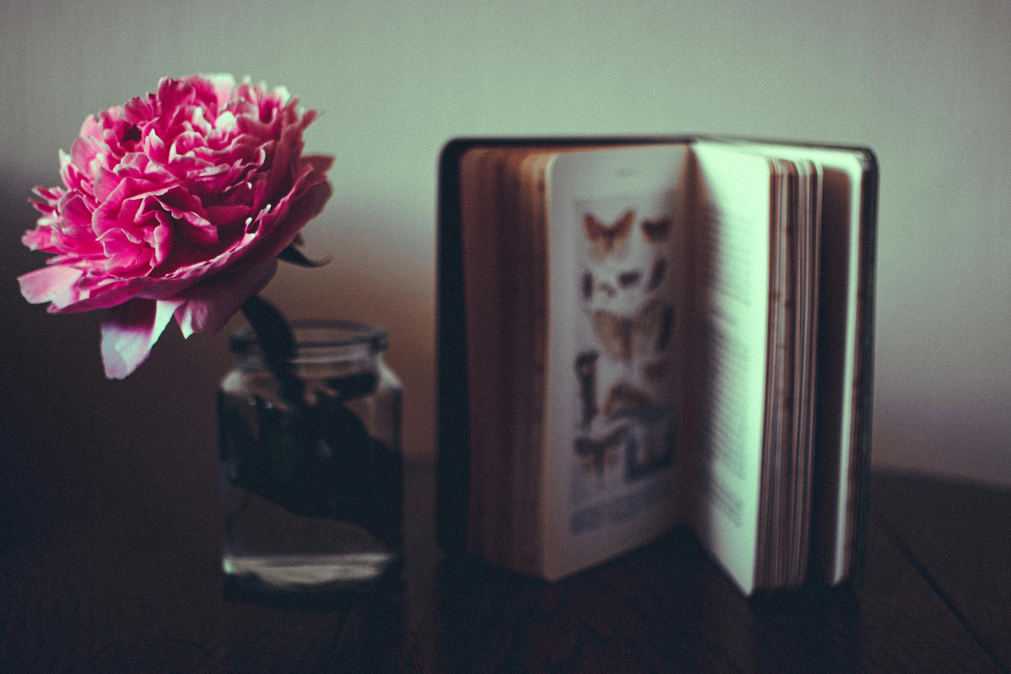 Pink flower in a glass jar beside an open book, captured with artistic lighting and depth.